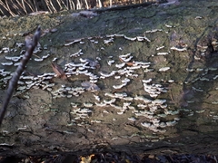 Trichaptum abietinum