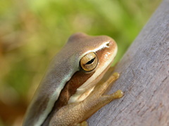 Boana pulchella