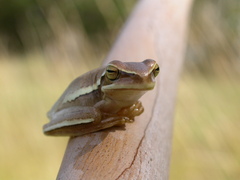 Boana pulchella