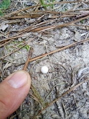 Lycoperdon curtisii