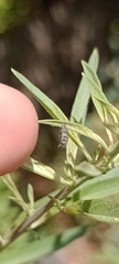 Hippodamia convergens