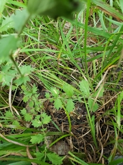Agrimonia incisa