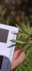 Hippodamia convergens