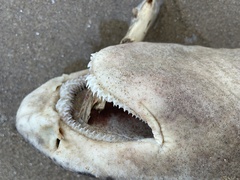 Scyliorhinus stellaris