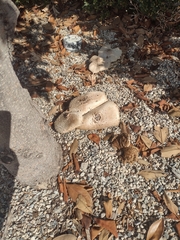 Chlorophyllum