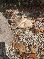 Chlorophyllum