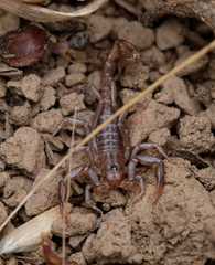 Paruroctonus silvestrii