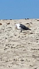 Leucophaeus atricilla