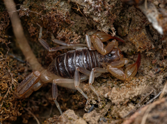 Paruroctonus silvestrii