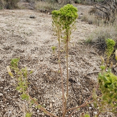 Lomatium foeniculaceum