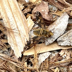 Poecilanthrax arethusa