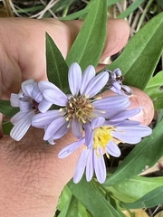 Symphyotrichum laeve