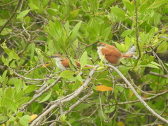 Certhiaxis cinnamomeus