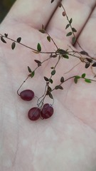 Vaccinium microcarpum