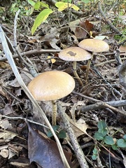 Leratiomyces