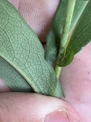 Symphyotrichum laeve