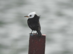 Arundinicola leucocephala