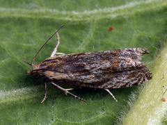 Eucosma
