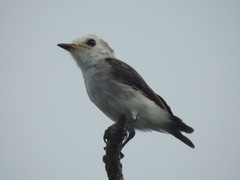 Arundinicola leucocephala