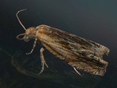 Eucosma