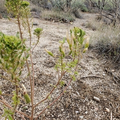 Lomatium foeniculaceum