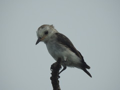 Arundinicola leucocephala