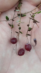 Vaccinium microcarpum