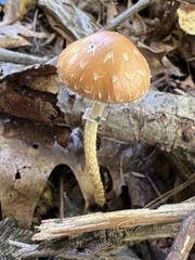 Leratiomyces