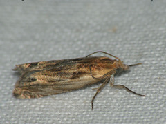 Eucosma