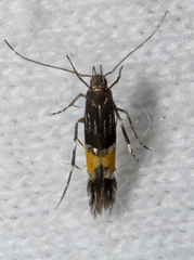 Cosmopterix