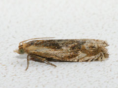 Eucosma