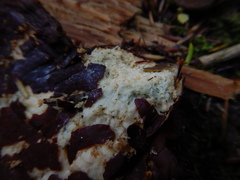 Penicillium