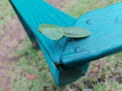 Choeradodis rhombicollis
