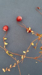 Vaccinium microcarpum