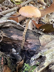 Leratiomyces