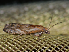 Eucosma