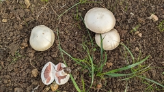 Agaricus bisporus