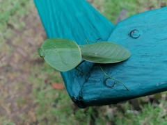Choeradodis rhombicollis