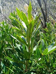 Brabejum stellatifolium