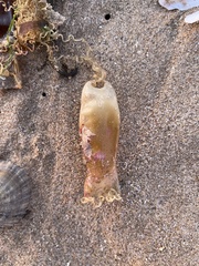 Scyliorhinus canicula