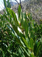 Brabejum stellatifolium