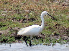 Egretta garzetta garzetta