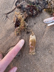 Scyliorhinus canicula