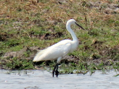 Egretta garzetta garzetta