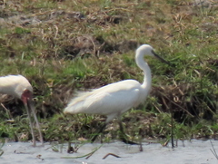 Egretta garzetta garzetta