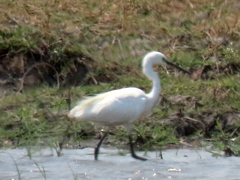 Egretta garzetta garzetta