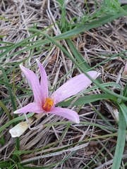 Colchicum autumnale