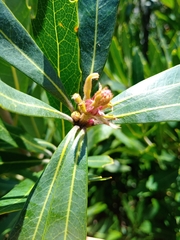 Brabejum stellatifolium