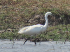 Egretta garzetta garzetta