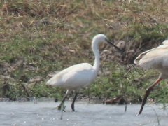 Egretta garzetta garzetta